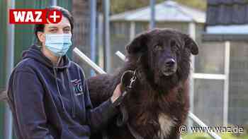 Tierheim Witten: Diese Tiere suchen dringend ein Zuhause - Westdeutsche Allgemeine Zeitung