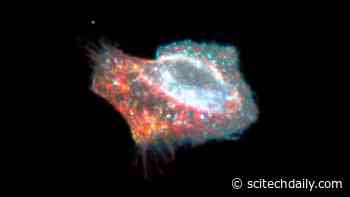 Scientists Discover How To Halt and Control Cellular Death Process – Previously Thought To Be Irreversible