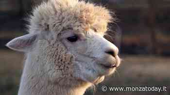 Al Parco di Monza sono arrivati due alpaca - MonzaToday