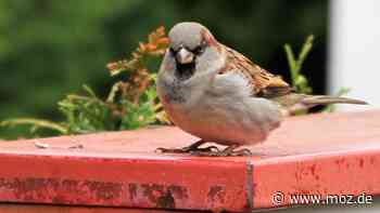 Tiere im Havelland: Wintervögel 2022 – zwischen Falkensee und Rathenow dominiert weiter der Haussperling - moz.de