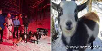 This Ontario Trail Has 'Goat Walks' & You Can Take A Cute Critter Through A Glowing Forest - Narcity Canada