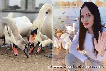 Swan killer fears after bodies discovered in Southmere Lake
