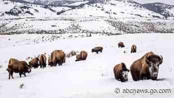 Yellowstone bison species decision questioned by US judge