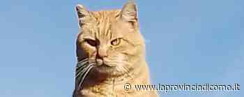 San Fermo, gatto a guardia del cimitero «Cura la tomba di mia madre» - Cronaca, San Fermo della Battaglia - La Provincia di Como