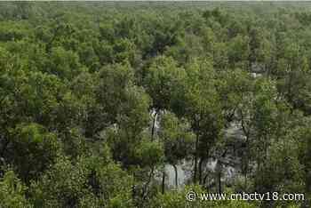 India’s forest cover increased in 2019-21, but that may not be good news; here’s why - CNBCTV18