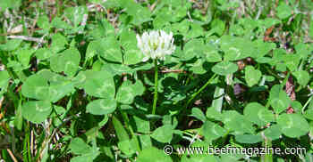 Save white clover in pastures, but kill the weeds