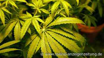 Cannabis als Corona-Schutz - Studie überrascht mit Ergebnis