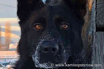 Kamloops' newest police dog celebrates her 2nd birthday - KamloopsBCNow