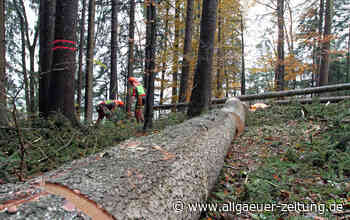 Forstunfall zwischen Betzigau und Unterthingau: Mann bei Fällarbeiten von Baum in Traktor eingeklemmt - Allgäuer Zeitung