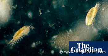 Cutting the food chain? The controversial plan to turn zooplankton into fish oil - The Guardian