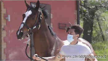 Siena, ecco la commissione per il Protocollo Equino - CavalloMagazine