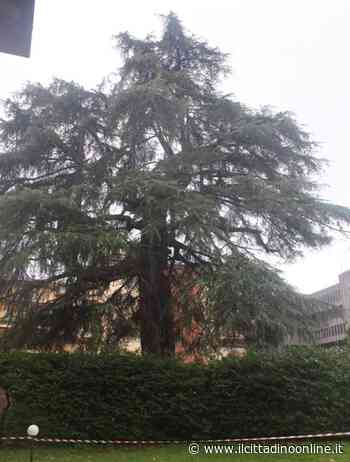 Alberi di pregio: interventi del Comune di Siena - Il Cittadino on line