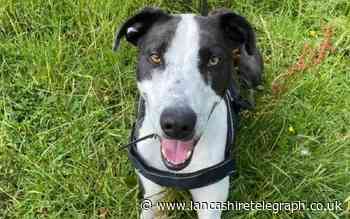 Burnley: Heroic rescue lurcher 'left behind' after helping RSPCA find his best friend