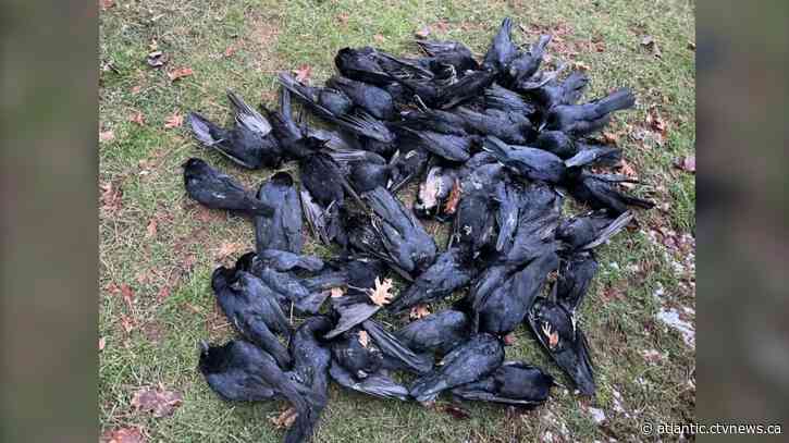No one knows why the crows are dying in a Charlottetown park, scientists called in