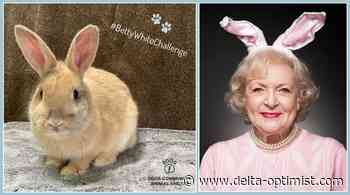 Donations pour into Delta Community Animal Shelter in honour of Betty White’s birthday - Delta-Optimist