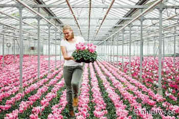 Provincie Antwerpen zet glastuinbouwsector in de kijker | Nieuws dat je raakt. 24/24u – Nnieuws.be - Nnieuws.be