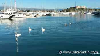 Couleuvres, geckos... Découvrez les nouvelles espèces découvertes au Port Vauban