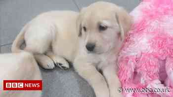 Loving homes sought for guide dog puppies in Coventry and Warwickshire