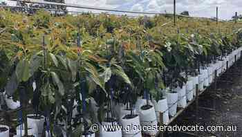 Avocado clonal trees to feed the masses - Gloucester Advocate