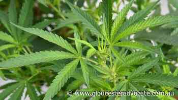 Record $67m cannabis bust in western NSW - Gloucester Advocate