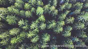 Neuweiler kauft Waldstück doch: Gemeinderat setzt Lückenschluss im Forst durch