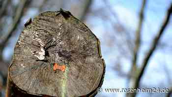 Baumfällarbeiten am Inndamm: Landkreis Rosenheim vergibt Auftrag an Waldbesitzervereinigung