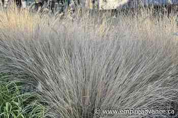 Resolutions for a generous and green new year in the garden - Virden Empire Advance