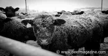 Cold Stress and beef cows