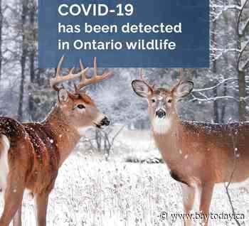 Five deer in southwestern Ontario test positive for COVID