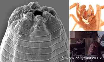 Nature: Tarantula-killing WORMS named after 'Arachnophobia' actor Jeff Daniels