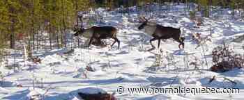 Les caribous de Charlevoix et de la Gaspésie en captivité dès cet hiver