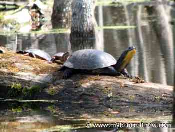 Bancroft and Area Stewardship Council planning for 2022 Wonders of Wetlands Field Day