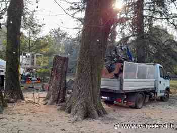 Gallarate: motoseghe al parco Bassetti - VareseNoi.it