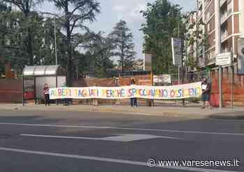 Il Comitato “Salviamo gli alberi” di Gallarate non si ferma e contesta ancora i lavori di piazza stazione - varesenews.it