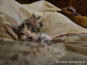 Gallarate, la veterinaria passa il testimone. Hanna, giovane gatta, si riprende: i miracoli accadono - VareseNoi.it
