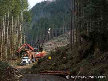 Four B.C. First Nations make deal with Western Forests to defer old-growth logging