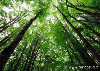 ORBASSANO - Due ettari di alberi nuovi in città con il bando Forestazione - TorinoSud