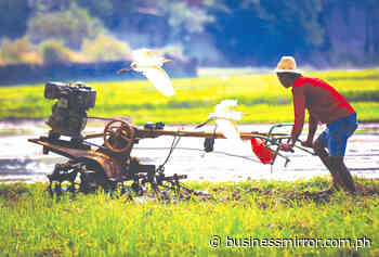PHL '21 palay output breaches 20mmt–DA | Jasper Y. Arcalas - Business Mirror