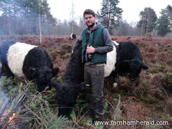 Cows will soon move from Lynchmere Common - Farnham Herald