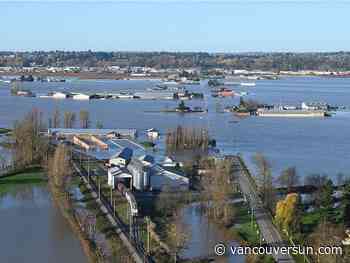 Thousands of pigs that drowned on Fraser Valley farm no threat to environment, company says