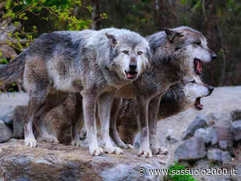 Fauna selvatica, Coldiretti Modena: urgente piano strategico di difesa - sassuolo2000.it - SASSUOLO NOTIZIE - SASSUOLO 2000