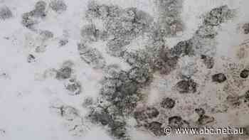 Black mould '40,000 times greater than the international standard' found in home, as calls for national standard mount