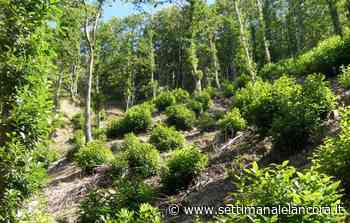 Peste suina: i comunicati dei sindaci di Ovada e Cassinelle - L'Ancora