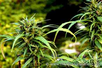 Mississippi House Approves Medical Marijuana Bill With Amendments - Marijuana Moment