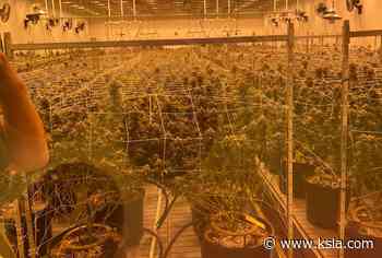KSLA tours new medical marijuana growing facility in Ruston - KSLA