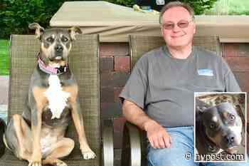 LI veterinary hospital had unlicensed staff perform high-risk procedures: suit - New York Post