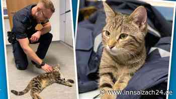 Kleiner Tiger macht es sich bei der Polizei Waldkraiburg gemütlich