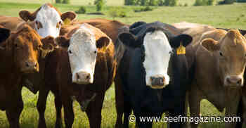 Stop deworming all your cows