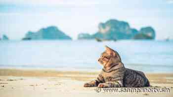 Capri paradiso felino - San Marino Rtv