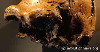 Eugenie Scott Gets Intelligent Design Backwards - Discovery Institute